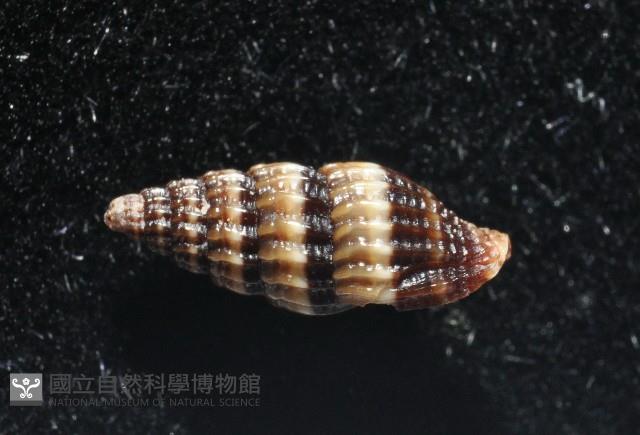 鏡花蛹筆螺藏品圖，第2張