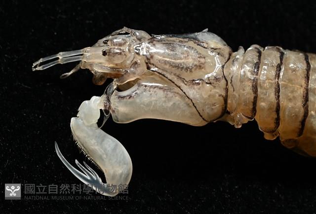 白斑綠蝦蛄藏品圖，第2張