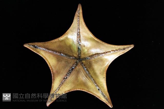 日本五角海星藏品圖，第2張