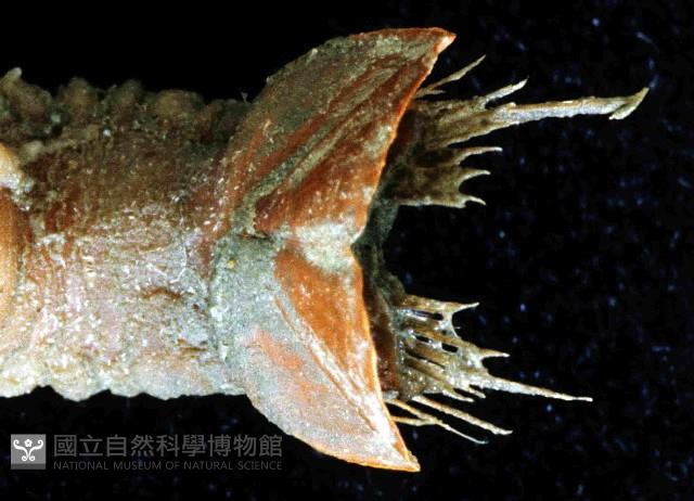 未知種不倒翁蟲藏品圖，第2張