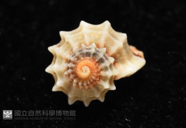 大溪花冠螺藏品圖，第2張