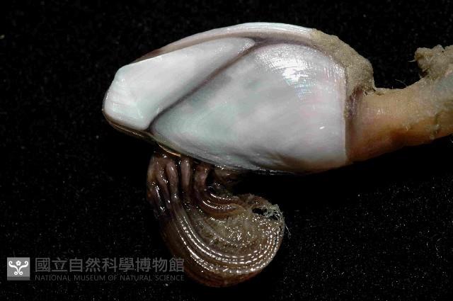 茗荷藏品圖，第2張