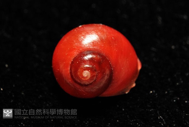 停雲蠑螺藏品圖，第2張