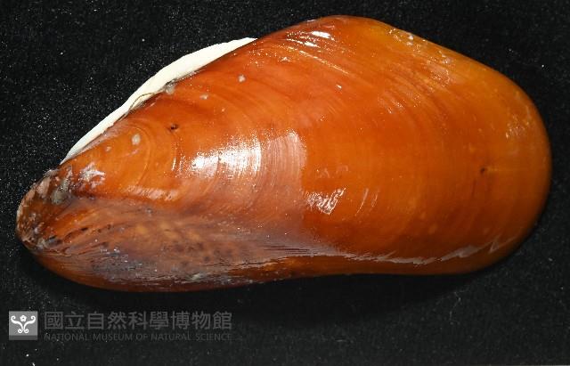 平端深海殼菜蛤藏品圖，第2張