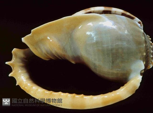灰鬘螺藏品圖，第2張
