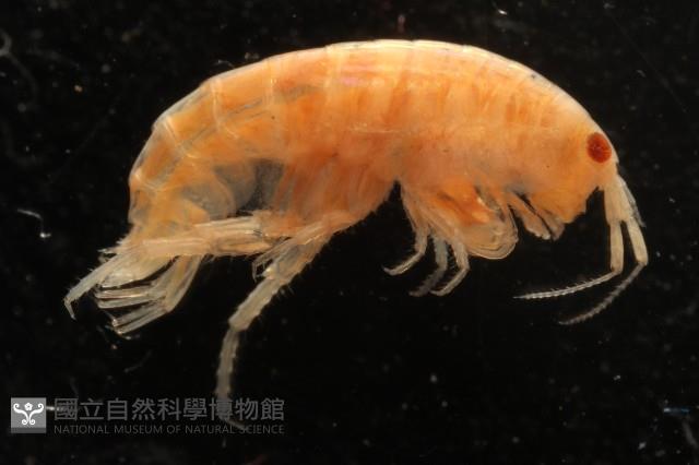 新種沙蚤鉤蝦藏品圖，第2張