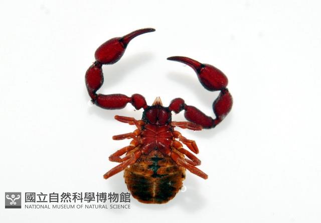 未知種擬蠍藏品圖，第2張