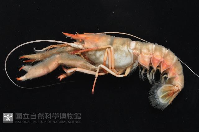 史氏擬海螯蝦藏品圖，第2張