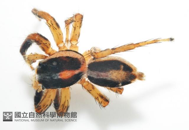雙帶扁蠅虎藏品圖，第2張
