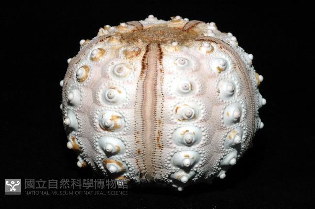 棒棘鋸頭帕(環鋸棘頭帕)藏品圖，第3張