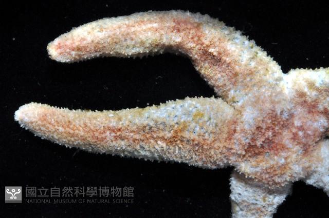 未知種海盤車藏品圖，第2張