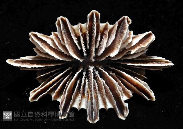 菱扇形珊瑚藏品圖，第2張