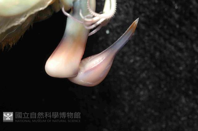 大指蝦蛄藏品圖，第2張
