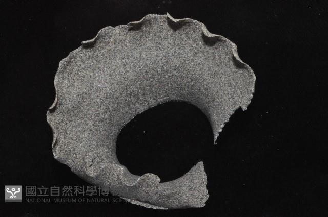 大玉螺藏品圖，第2張