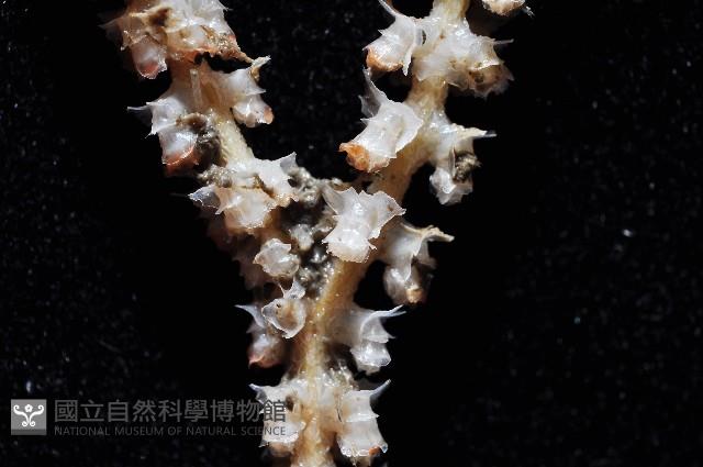 未知種深海原軟珊瑚藏品圖，第2張