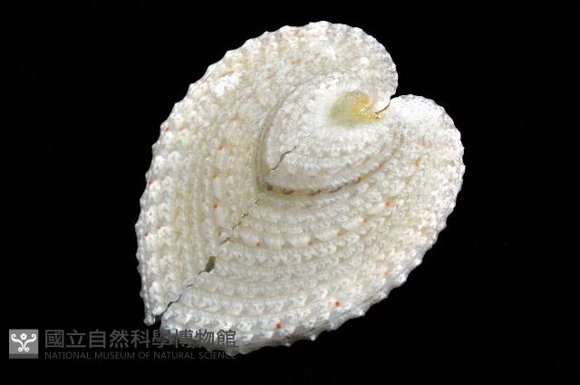 雞心蛤藏品圖，第2張