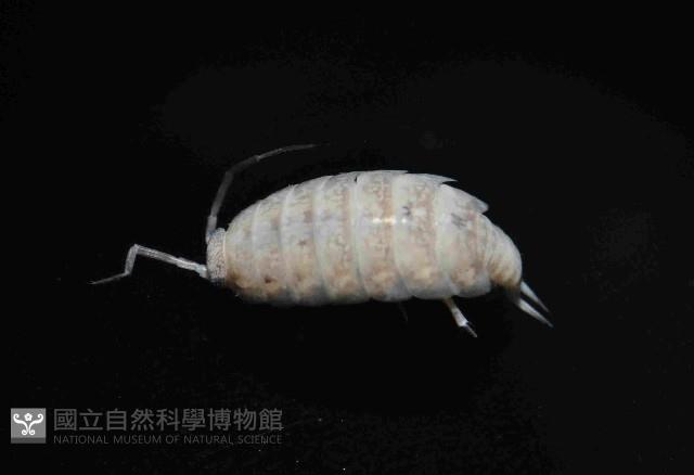 未知種等足類藏品圖，第2張