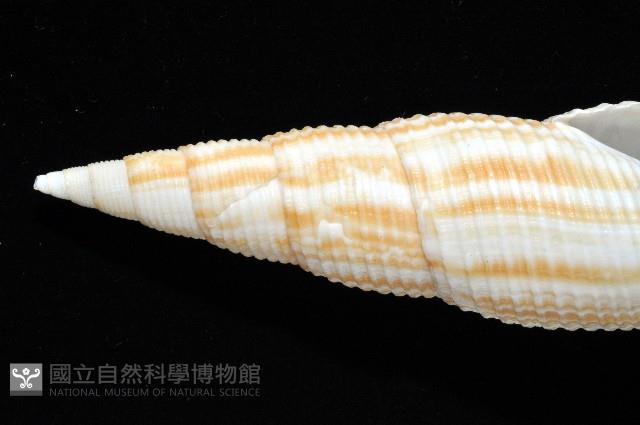 格理筆螺藏品圖，第2張