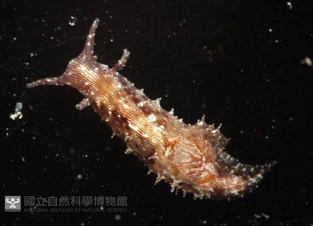 條紋背肛海兔藏品圖，第2張