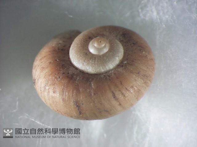 蘭嶼小山蝸牛藏品圖，第2張