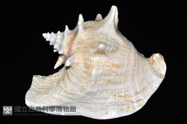 女王鳳凰螺藏品圖，第2張