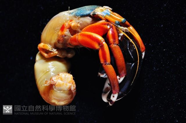 光掌硬指寄居蟹藏品圖，第2張