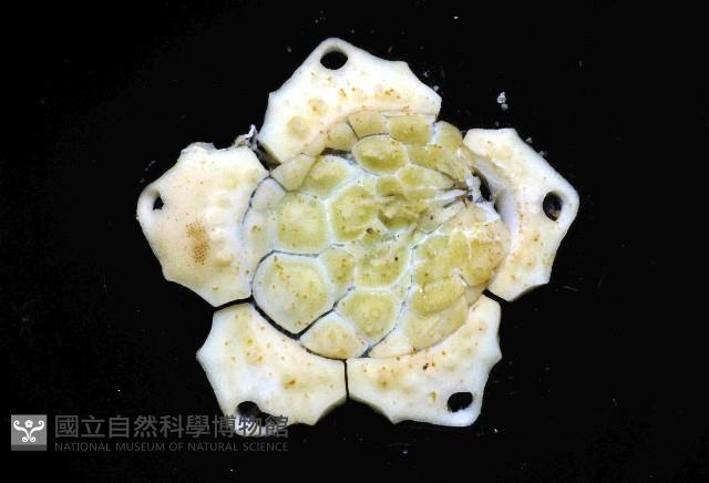 杜氏窪角海膽藏品圖，第2張