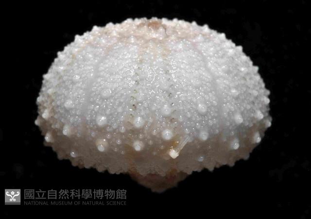 艾氏鋸海膽藏品圖，第2張