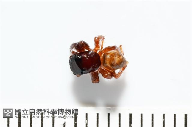 安德遜蠅虎藏品圖，第2張