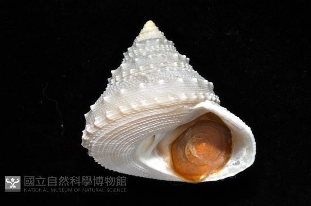 白鐘螺藏品圖，第2張
