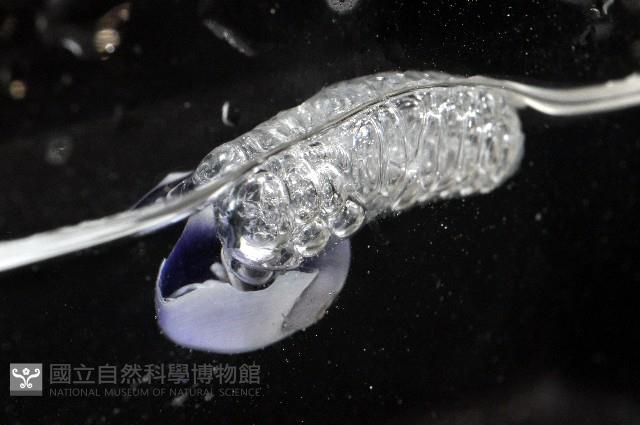 紫螺藏品圖，第2張