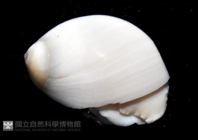 白玉螺藏品圖，第2張