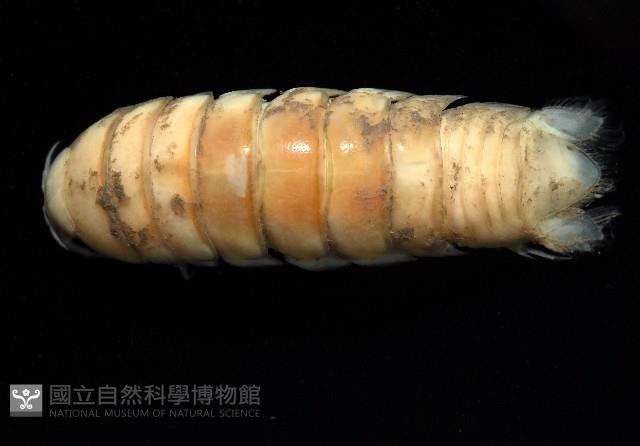 未知種浪漂水虱藏品圖，第2張