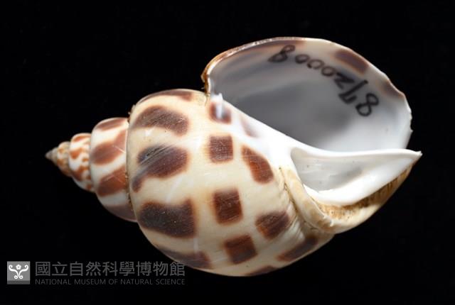 開氏鳳螺藏品圖，第2張