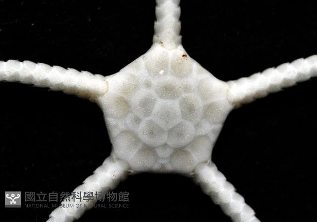深海粗蛇尾藏品圖，第2張