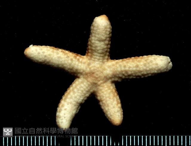 藍指海星藏品圖，第2張