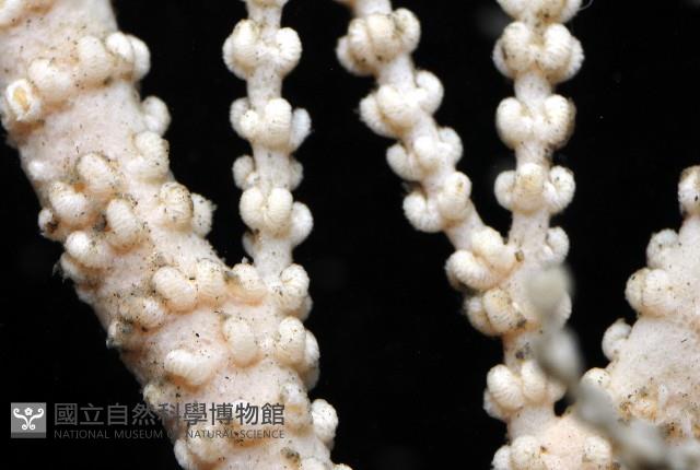 未知種深海原軟珊瑚藏品圖，第2張