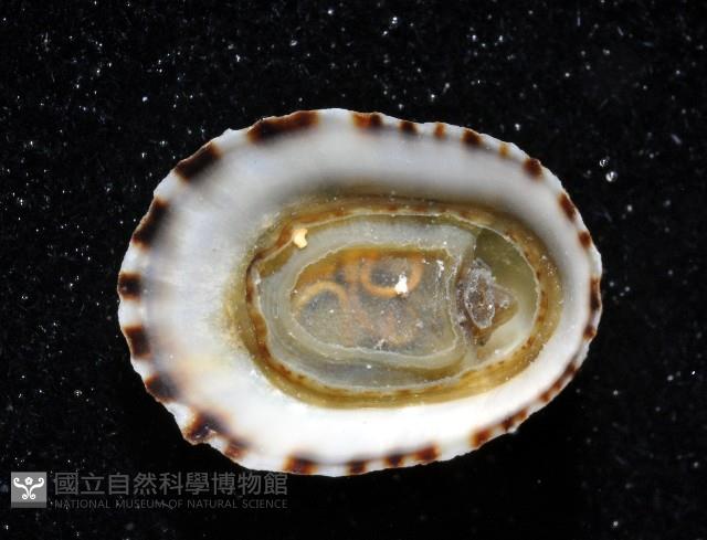 未知種蓮花青螺藏品圖，第2張
