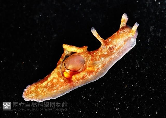 黑邊海兔藏品圖，第2張