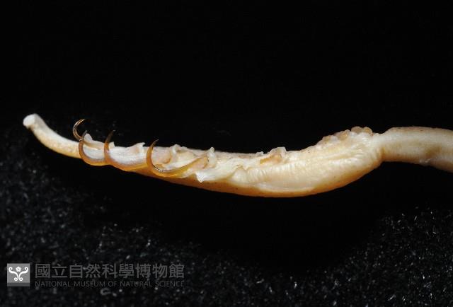 多鉤鉤腕魷藏品圖，第2張