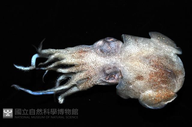 未知種後耳烏賊 1藏品圖，第2張