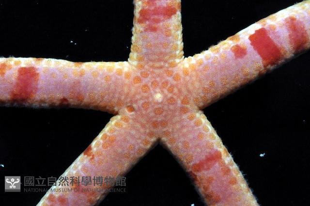 藍指海星藏品圖，第2張