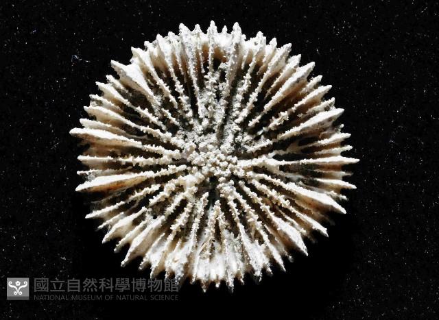 臺灣角杯珊瑚藏品圖，第2張