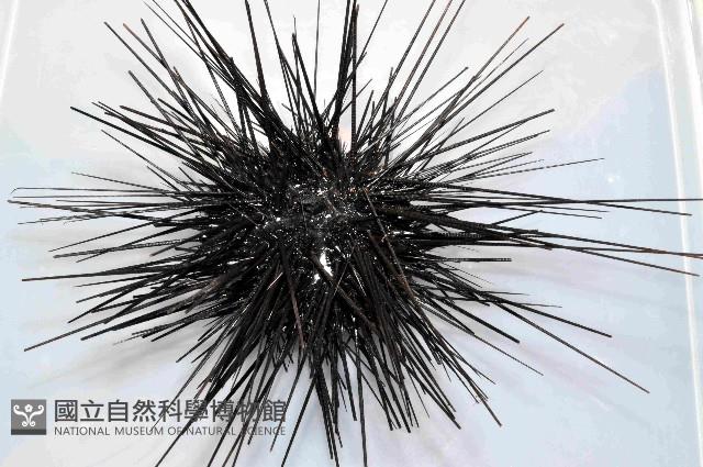 沙氏(藍環)冠海膽藏品圖，第2張