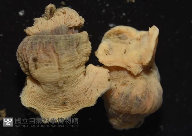 縱條磯海葵藏品圖，第2張