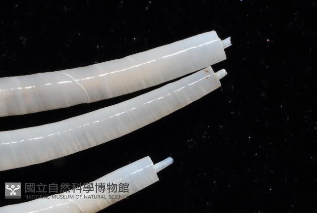 槙山象牙貝藏品圖，第2張