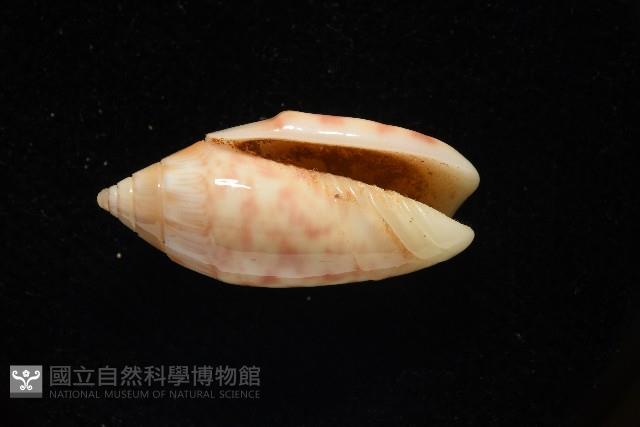 巴金森氏榧螺藏品圖，第2張