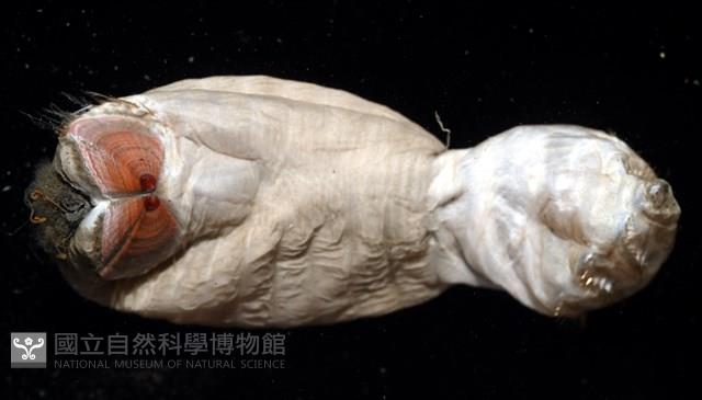 不倒翁蟲藏品圖，第2張