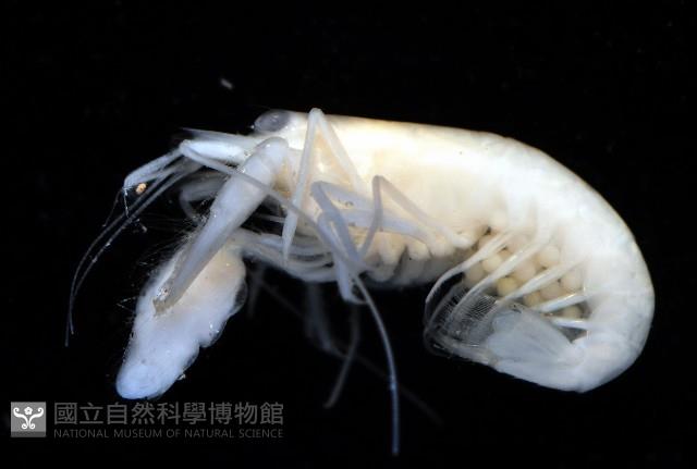 未知種槍蝦藏品圖，第2張