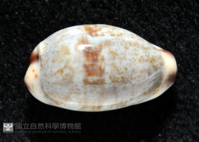 小眼寶螺藏品圖，第2張